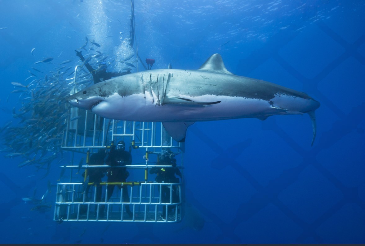 Shark Cage Diving